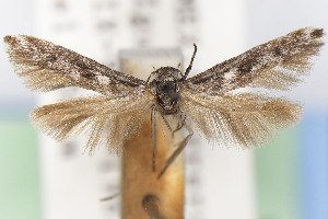  (Scythris JFL010 - CNCLEP00015689)  @11 [ ] Unspecified (default): All Rights Reserved (2025) Jean-Francois Landry Canadian National Collection