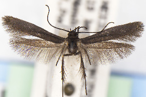  (Scythris JFL277 - CNCLEP00015691)  @11 [ ] Unspecified (default): All Rights Reserved (2025) Jean-Francois Landry Canadian National Collection