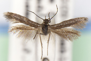  (Scythris JFL279 - CNCLEP00015692)  @11 [ ] Unspecified (default): All Rights Reserved (2025) Jean-Francois Landry Canadian National Collection