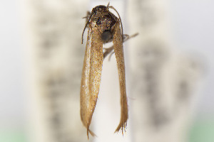  ( - CNCLEP00015696)  @11 [ ] Unspecified (default): All Rights Reserved (2025) Jean-Francois Landry Canadian National Collection