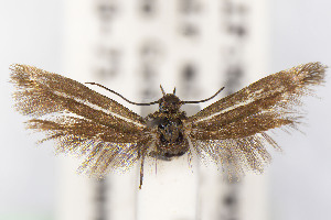  ( - CNCLEP00015697)  @11 [ ] Unspecified (default): All Rights Reserved (2025) Jean-Francois Landry Canadian National Collection