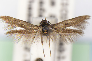  (Scythris JFL280 - CNCLEP00015701)  @11 [ ] Unspecified (default): All Rights Reserved (2025) Jean-Francois Landry Canadian National Collection