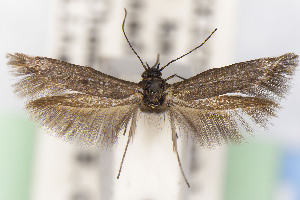  (Scythris JFL283 - CNCLEP00015702)  @11 [ ] Unspecified (default): All Rights Reserved (2025) Jean-Francois Landry Canadian National Collection