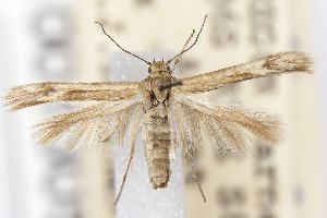  ( - CNCLEP00130530)  @11 [ ] Unspecified (default): All Rights Reserved (2025) Jean-Francois Landry Canadian National Collection