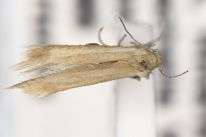  ( - CNCLEP00130531)  @11 [ ] Unspecified (default): All Rights Reserved (2025) Jean-Francois Landry Canadian National Collection