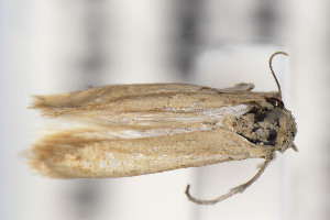  ( - CNCLEP00130532)  @11 [ ] Unspecified (default): All Rights Reserved (2025) Jean-Francois Landry Canadian National Collection