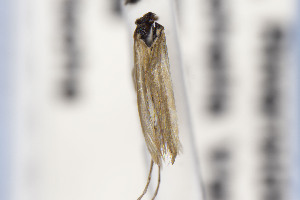  ( - CNCLEP00130533)  @11 [ ] Unspecified (default): All Rights Reserved (2025) Jean-Francois Landry Canadian National Collection