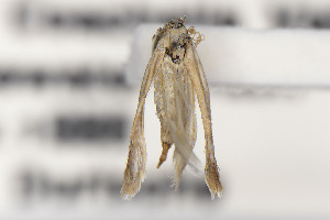  ( - CNCLEP00130534)  @11 [ ] Unspecified (default): All Rights Reserved (2025) Jean-Francois Landry Canadian National Collection