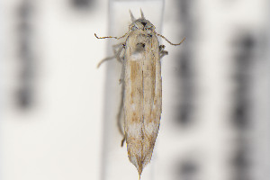  ( - CNCLEP00130535)  @11 [ ] Unspecified (default): All Rights Reserved (2025) Jean-Francois Landry Canadian National Collection