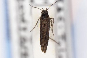  (Areniscythris JFL294 - CNCLEP00130536)  @11 [ ] Unspecified (default): All Rights Reserved (2025) Jean-Francois Landry Canadian National Collection