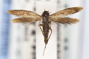  (Scythris JFL122 - CNCLEP00130537)  @11 [ ] Unspecified (default): All Rights Reserved (2021) Jean-Francois Landry Canadian National Collection
