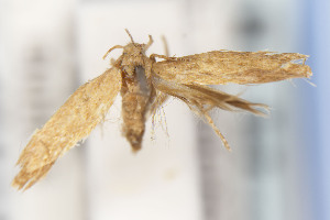  ( - CNCLEP00130539)  @11 [ ] Unspecified (default): All Rights Reserved (2021) Jean-Francois Landry Canadian National Collection