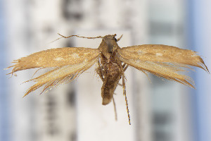  ( - CNCLEP00130540)  @11 [ ] Unspecified (default): All Rights Reserved (2021) Jean-Francois Landry Canadian National Collection