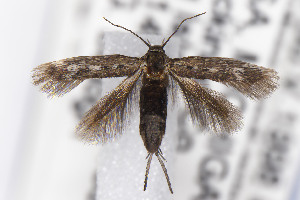  ( - CNCLEP00130542)  @11 [ ] Unspecified (default): All Rights Reserved (2021) Jean-Francois Landry Canadian National Collection