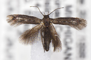  ( - CNCLEP00130543)  @11 [ ] Unspecified (default): All Rights Reserved (2021) Jean-Francois Landry Canadian National Collection