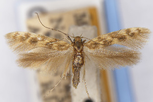  (Scythris JFL059 - CNCLEP00130545)  @11 [ ] Unspecified (default): All Rights Reserved (2021) Jean-Francois Landry Canadian National Collection