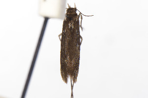  (Scythris JFL058 - CNCLEP00130548)  @11 [ ] Unspecified (default): All Rights Reserved (2021) Jean-Francois Landry Canadian National Collection