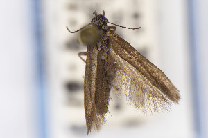  ( - CNCLEP00130549)  @11 [ ] Unspecified (default): All Rights Reserved (2021) Jean-Francois Landry Canadian National Collection