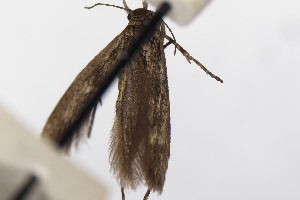  ( - CNCLEP00130550)  @11 [ ] Unspecified (default): All Rights Reserved (2021) Jean-Francois Landry Canadian National Collection