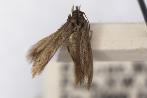  ( - CNCLEP00130552)  @11 [ ] Unspecified (default): All Rights Reserved (2021) Jean-Francois Landry Canadian National Collection