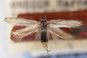  (Scythris JFL206 - CNCLEP00130584)  @11 [ ] Unspecified (default): All Rights Reserved (2025) Jean-Francois Landry Canadian National Collection