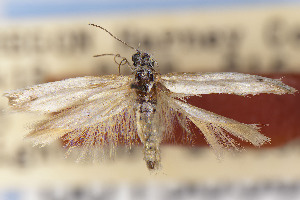  ( - CNCLEP00130585)  @11 [ ] Unspecified (default): All Rights Reserved (2025) Jean-Francois Landry Canadian National Collection