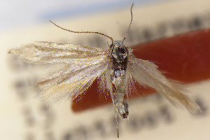  ( - CNCLEP00130586)  @11 [ ] Unspecified (default): All Rights Reserved (2025) Jean-Francois Landry Canadian National Collection