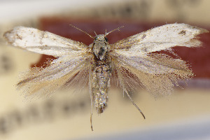  ( - CNCLEP00130587)  @11 [ ] Unspecified (default): All Rights Reserved (2025) Jean-Francois Landry Canadian National Collection