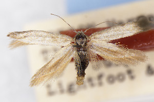  ( - CNCLEP00130595)  @11 [ ] Unspecified (default): All Rights Reserved (2025) Jean-Francois Landry Canadian National Collection