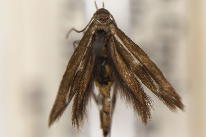  (Scythris JFL223 - CNCLEP00130596)  @11 [ ] Unspecified (default): All Rights Reserved (2025) Jean-Francois Landry Canadian National Collection