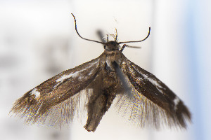  (Scythris JFL006 - CNCLEP00130598)  @11 [ ] Unspecified (default): All Rights Reserved (2025) Jean-Francois Landry Canadian National Collection