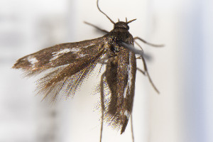  ( - CNCLEP00130599)  @11 [ ] Unspecified (default): All Rights Reserved (2025) Jean-Francois Landry Canadian National Collection