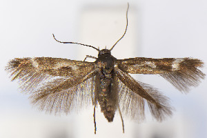  ( - CNCLEP00130901)  @11 [ ] Unspecified (default): All Rights Reserved (2025) Jean-Francois Landry Canadian National Collection