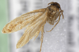  ( - CNCLEP00355466)  @11 [ ] Unspecified (default): All Rights Reserved (2025) Jean-Francois Landry Canadian National Collection