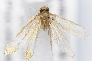  ( - CNCLEP00355467)  @11 [ ] Unspecified (default): All Rights Reserved (2025) Jean-Francois Landry Canadian National Collection