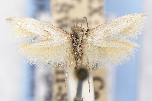  ( - EMEC1149480)  @11 [ ] Unspecified (default): All Rights Reserved (2025) Jean-Francois Landry Canadian National Collection