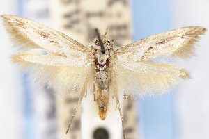  (Scythris JFL194 - EMEC1149481)  @11 [ ] Unspecified (default): All Rights Reserved (2025) Jean-Francois Landry Canadian National Collection