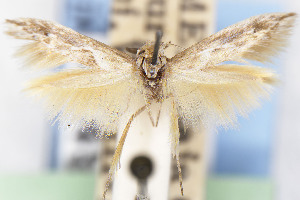  ( - EMEC1149482)  @11 [ ] Unspecified (default): All Rights Reserved (2025) Jean-Francois Landry Canadian National Collection