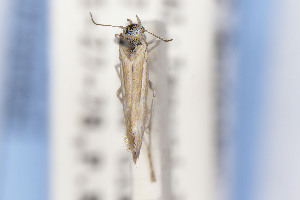  ( - EMEC1149707)  @11 [ ] Unspecified (default): All Rights Reserved (2025) Jean-Francois Landry Canadian National Collection