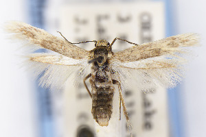  ( - EMEC1149711)  @11 [ ] Unspecified (default): All Rights Reserved (2025) Jean-Francois Landry Canadian National Collection