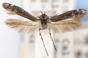  ( - EMEC1149712)  @11 [ ] Unspecified (default): All Rights Reserved (2021) Jean-Francois Landry Canadian National Collection