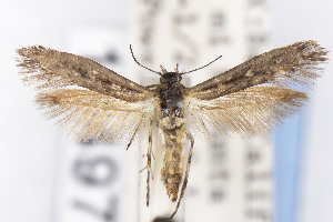  ( - EMEC1149713)  @11 [ ] Unspecified (default): All Rights Reserved (2021) Jean-Francois Landry Canadian National Collection