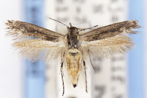  (Scythris JFL189 - EMEC1149714)  @11 [ ] Unspecified (default): All Rights Reserved (2021) Jean-Francois Landry Canadian National Collection