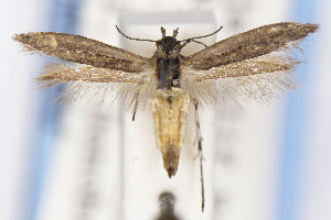  ( - EMEC1149715)  @11 [ ] Unspecified (default): All Rights Reserved (2021) Jean-Francois Landry Canadian National Collection