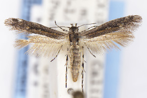  ( - EMEC1149716)  @11 [ ] Unspecified (default): All Rights Reserved (2021) Jean-Francois Landry Canadian National Collection