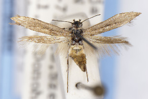  ( - EMEC1149717)  @11 [ ] Unspecified (default): All Rights Reserved (2021) Jean-Francois Landry Canadian National Collection