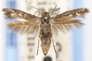  ( - EMEC1149718)  @11 [ ] Unspecified (default): All Rights Reserved (2021) Jean-Francois Landry Canadian National Collection