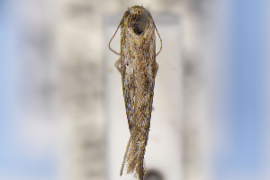  (Scythris JFL235 - EMEC1149723)  @11 [ ] Unspecified (default): All Rights Reserved (2021) Jean-Francois Landry Canadian National Collection