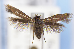  ( - EMEC1149752)  @11 [ ] Unspecified (default): All Rights Reserved (2025) Jean-Francois Landry Canadian National Collection