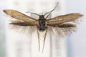  ( - EMEC1149753)  @11 [ ] Unspecified (default): All Rights Reserved (2025) Jean-Francois Landry Canadian National Collection